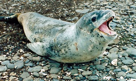 Leopard seal pup : r/seals