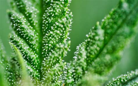 Trichomes: What Medical Cannabis Patients Should Know | cannabisMD