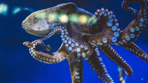 Octopuses: Characteristics, habitats, reproduction and more