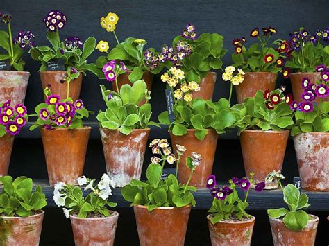 Auriculas in flower pots | Primula auricula, Plants, Garden images