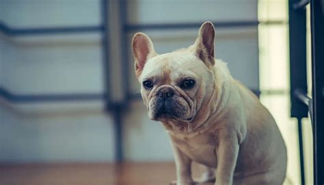 French Bulldog Skin Problems – Allfrbulldogs.com