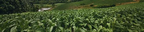 Tobacco farming and curing | PMI - Philip Morris International