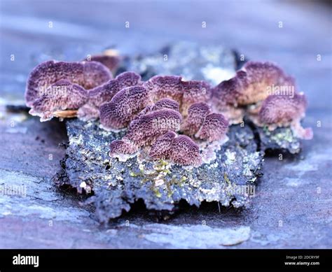 Saprophytic fungus hi-res stock photography and images - Alamy