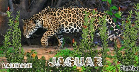 JAGUAR - GIF animado gratis - PicMix