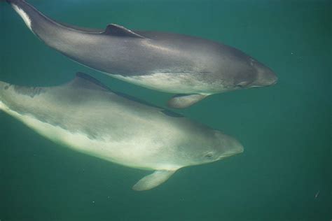 Harbour Porpoise - Animal Facts for Kids - Characteristics & Pictures