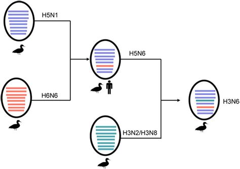 visualizing reassortment history using seqcombo