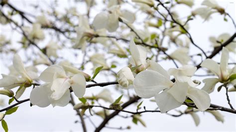 White Magnolia Desktop Wallpapers - Top Free White Magnolia Desktop Backgrounds - WallpaperAccess