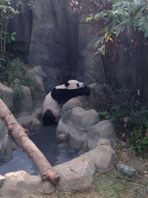 Giant panda Singapore Zoo | Singapore zoo, Panda bear, Giant panda