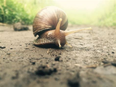 Land snail | Land snail, Science nature, Natural phenomena