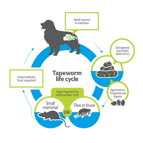 What Is The Life Cycle Of Roundworms In Dogs