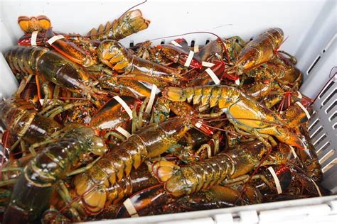 lobster types - Seafood University