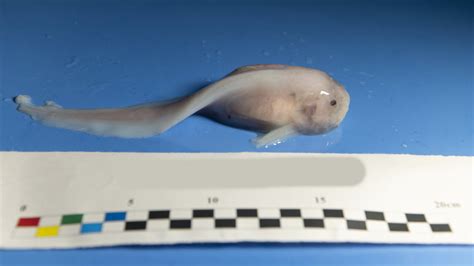 Sequencing of snailfish from Mariana Trench reveals clues on how it ...