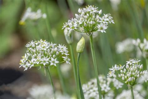 Chinese Chives - Gardenia