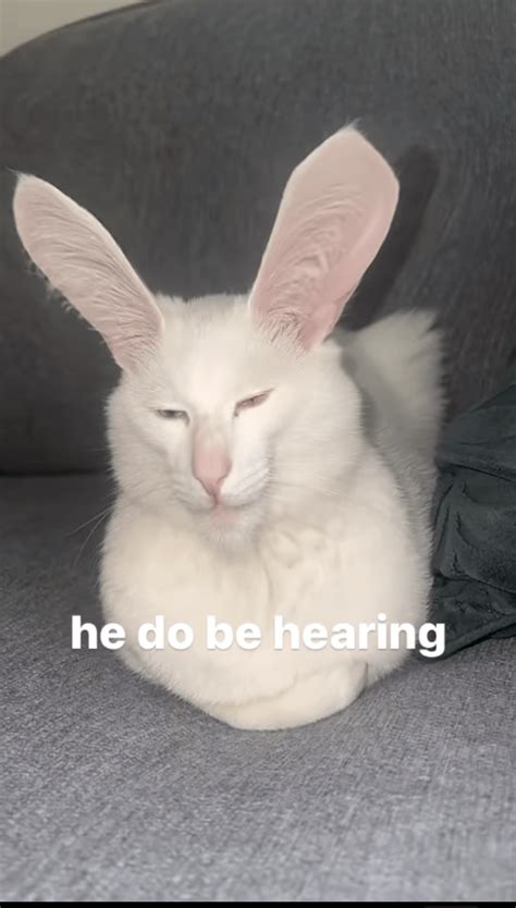 So I've heard. : r/Catmemes