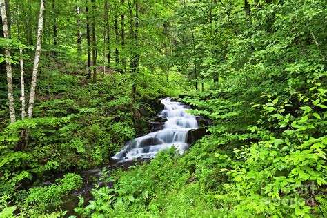 Summer Woodland Waterfall Photograph by Alan L Graham - Pixels