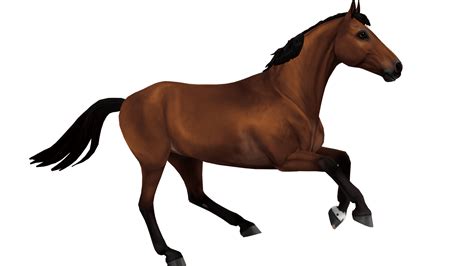 Belgian Warmblood – Horse breed of Jorvik | Star Stable