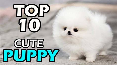 Top 10 Cute Dogs Breeds - Infoupdate.org