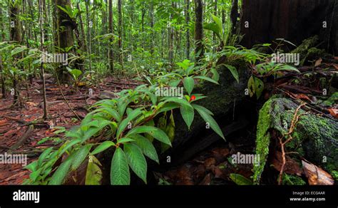 Imagen de la selva, el Parque Nacional Canaima, Venezuela Fotografía de ...