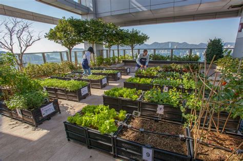 Rooftop Vegetable Garden Ideas India