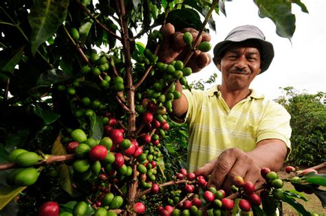 Taunang Kita ng mga Magsasaka ng Kape Dumoble Dahil sa 2013 Sagip Saka ...