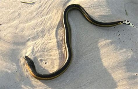 Sea Snake - Description, Habitat, Image, Diet, and Interesting Facts