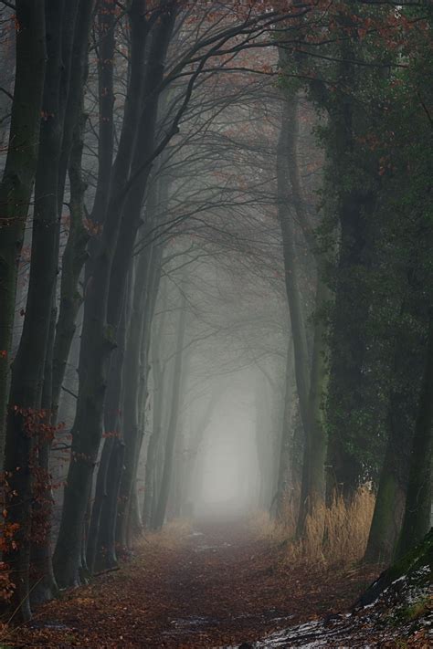 road forest fog nature | Fog photography, Foggy forest, Nature photography