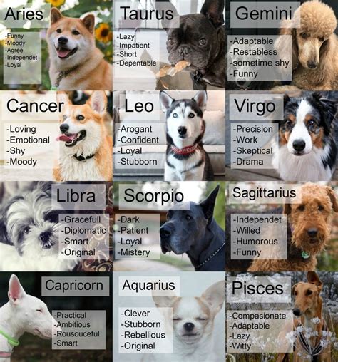 Pets in astrology chart - termuse