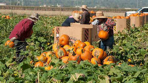 Epic Harvest Begins for 23rd Annual Pumpkin Festival | PolyCentric