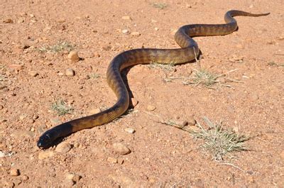 Category: Snakes - Adventuring in Australia