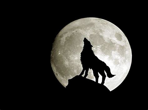 Pleine Lune Des Loups / Loup A La Pleine Lune Beautiful Wolfs - Voilà ...