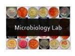 PPT - Microbiology Unknown Lab PowerPoint Presentation, free download ...