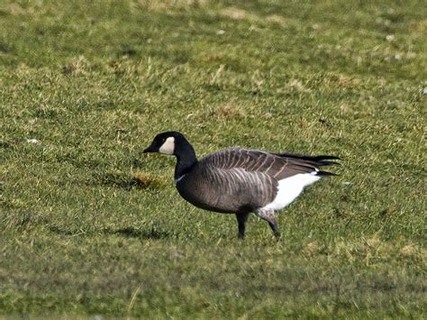 Martin's Sussex Birding Blog: Cackling Goose