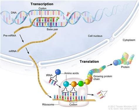 Biology- Chapter 13: DNA & Chapter 14: RNA and Protein Synthesis Diagram | Quizlet