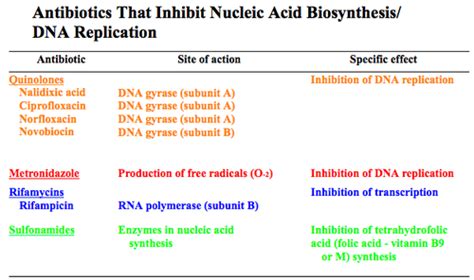 Chapter 10 - Inhibition of Nucleic Acid Synthesis Flashcards | Quizlet