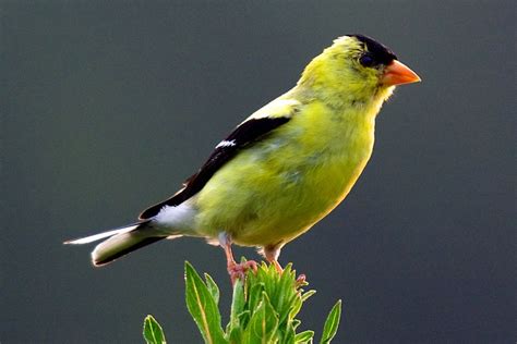 Pictures of State Birds - Photo Gallery