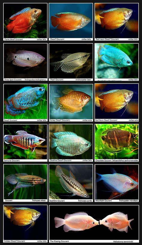 Gouramis | Freshwater aquarium fish, Exotic fish, Tropical fish aquarium