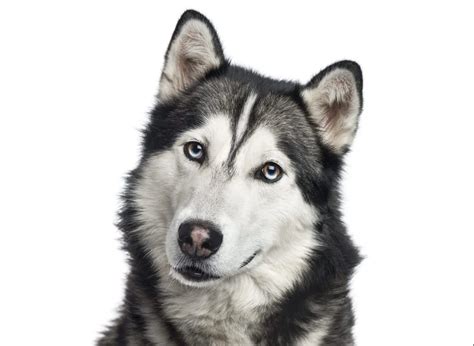 Are Siberian Huskies Good With Small Dogs