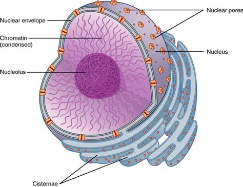 Nucleus Drawing at GetDrawings | Free download