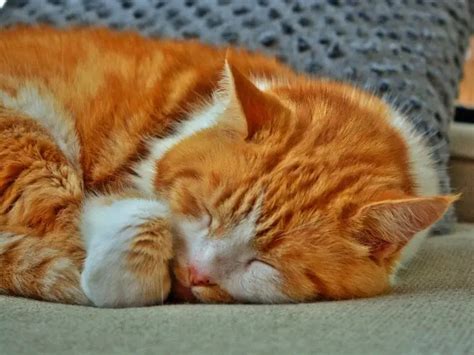 What Cat Breed Is Garfield: 7 Cat Breeds to Consider if You Love ...