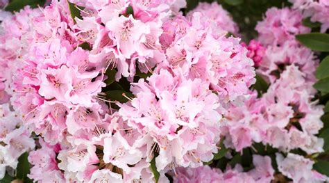 15 Dwarf Azalea Varieties For Compact Planting Spaces