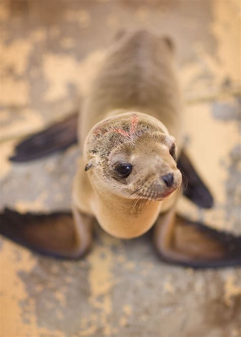 Sea Lion Pup Rescue Ventura Harbor Village | Latitudes Galleries- California & Kauai