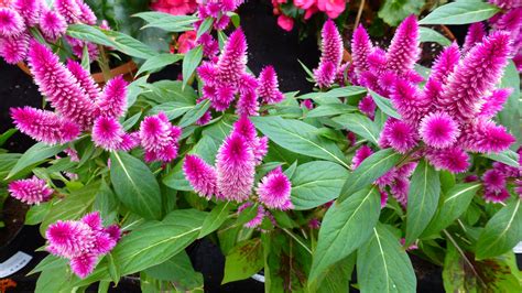 Celosia 'Intenz'—now that's gorgeous! | Upstate Gardeners' Journal | Pinterest | Flowers, Plants ...