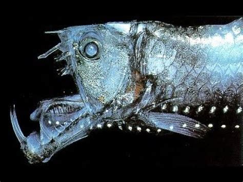 Viperfish: Abyssal Deep Sea Predator Living In Depths of 5,000 feet ...