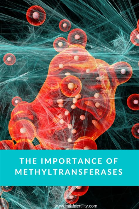 The Importance Of Methyltransferases - MTHFR Fertility