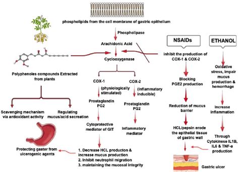 The main pathway of prostaglandin and mucus production in the ...