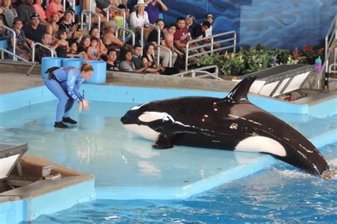 SeaWorld to Stop Killer Whale Breeding Program, Shows