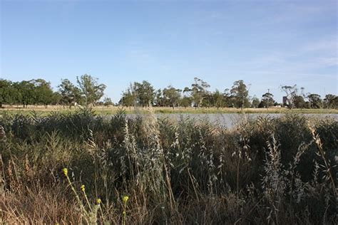 Wetlands 2009 | Narromine | Flickr