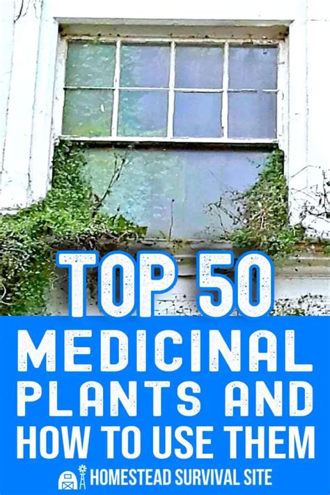 Top 50 medicinal plants and how to use them – Artofit