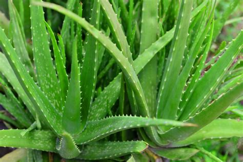 How to Cut an Aloe Plant | Aloe Vera Uses and Benefits | HGTV