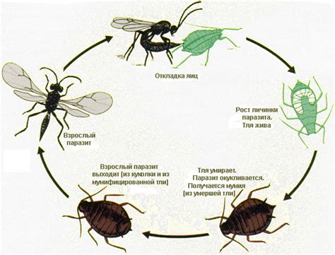 Wasp: Life Cycle Of A Wasp